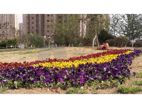 余姚道路绿化工程招标