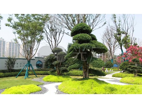 新太路绿化工程招标公示